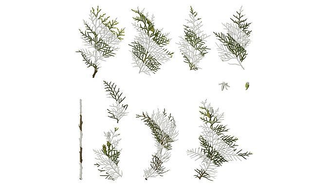 Anydrafts Platycladus orientalis Atlas 06 Texture