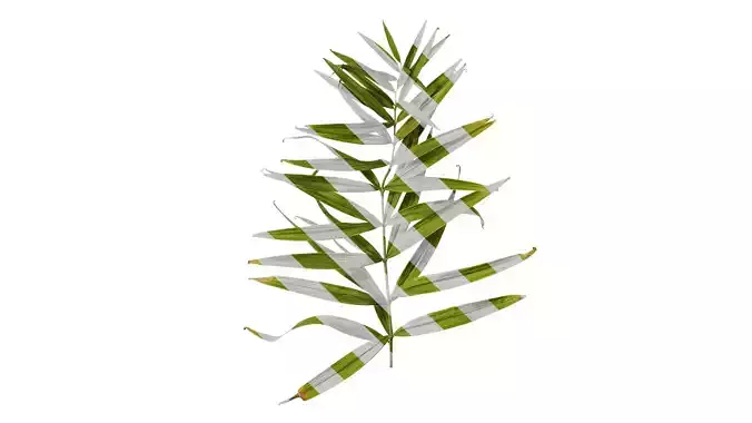 Anydrafts Polygonatum sibiricum Atlas 02