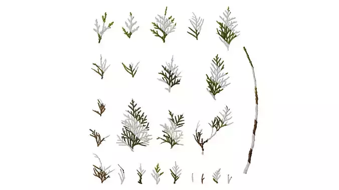 Anydrafts Platycladus orientalis Leaf 01 Texture