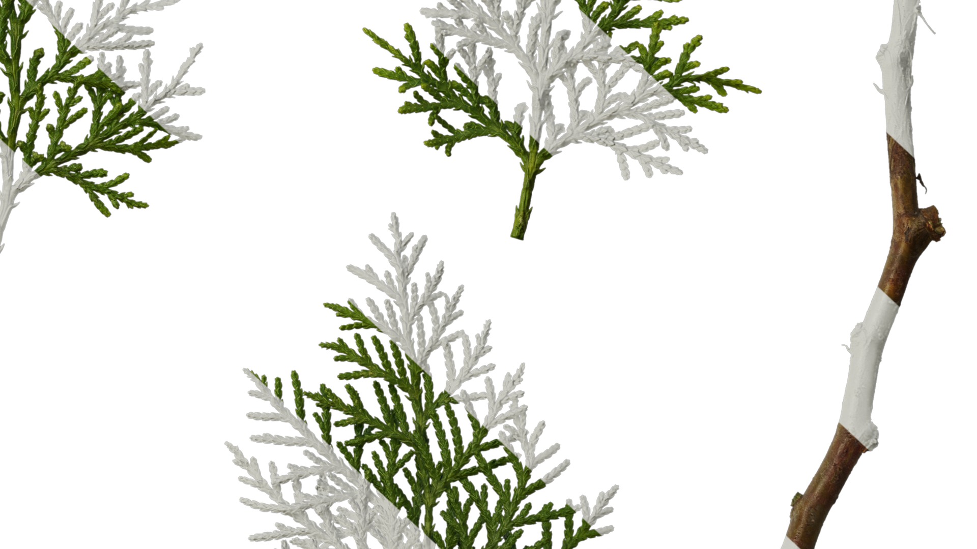 Anydrafts Platycladus orientalis Leaf 02 Texture_6