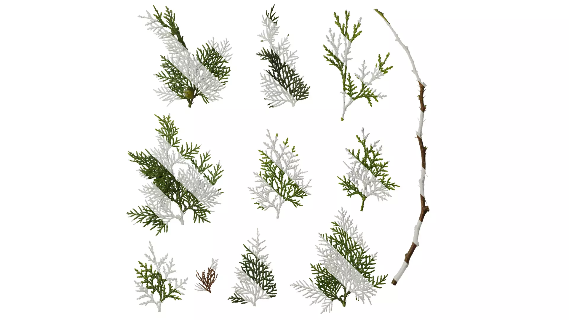 Anydrafts Platycladus orientalis Leaf 02 Texture_0