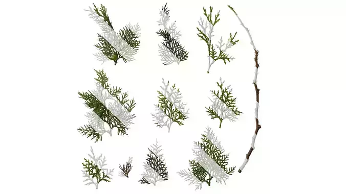 Anydrafts Platycladus orientalis Leaf 02 Texture