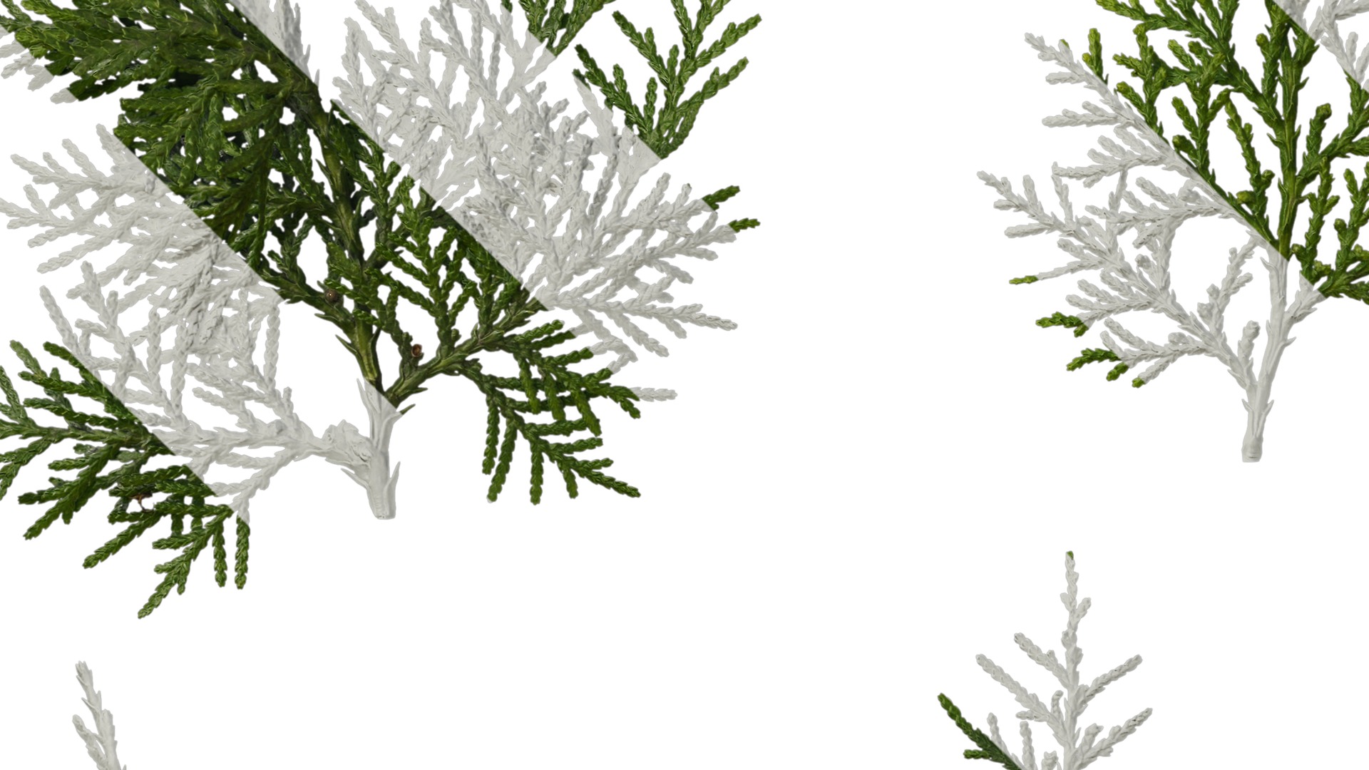 Anydrafts Platycladus orientalis Leaf 02 Texture_5