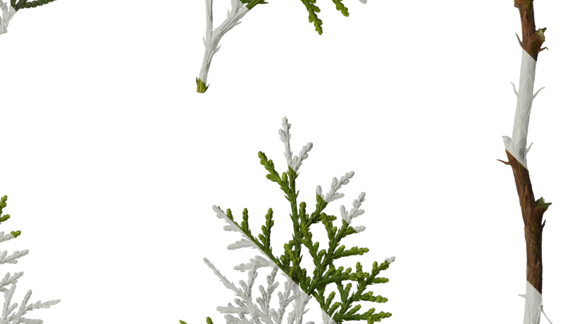 Anydrafts Platycladus orientalis Leaf 02 Texture_4