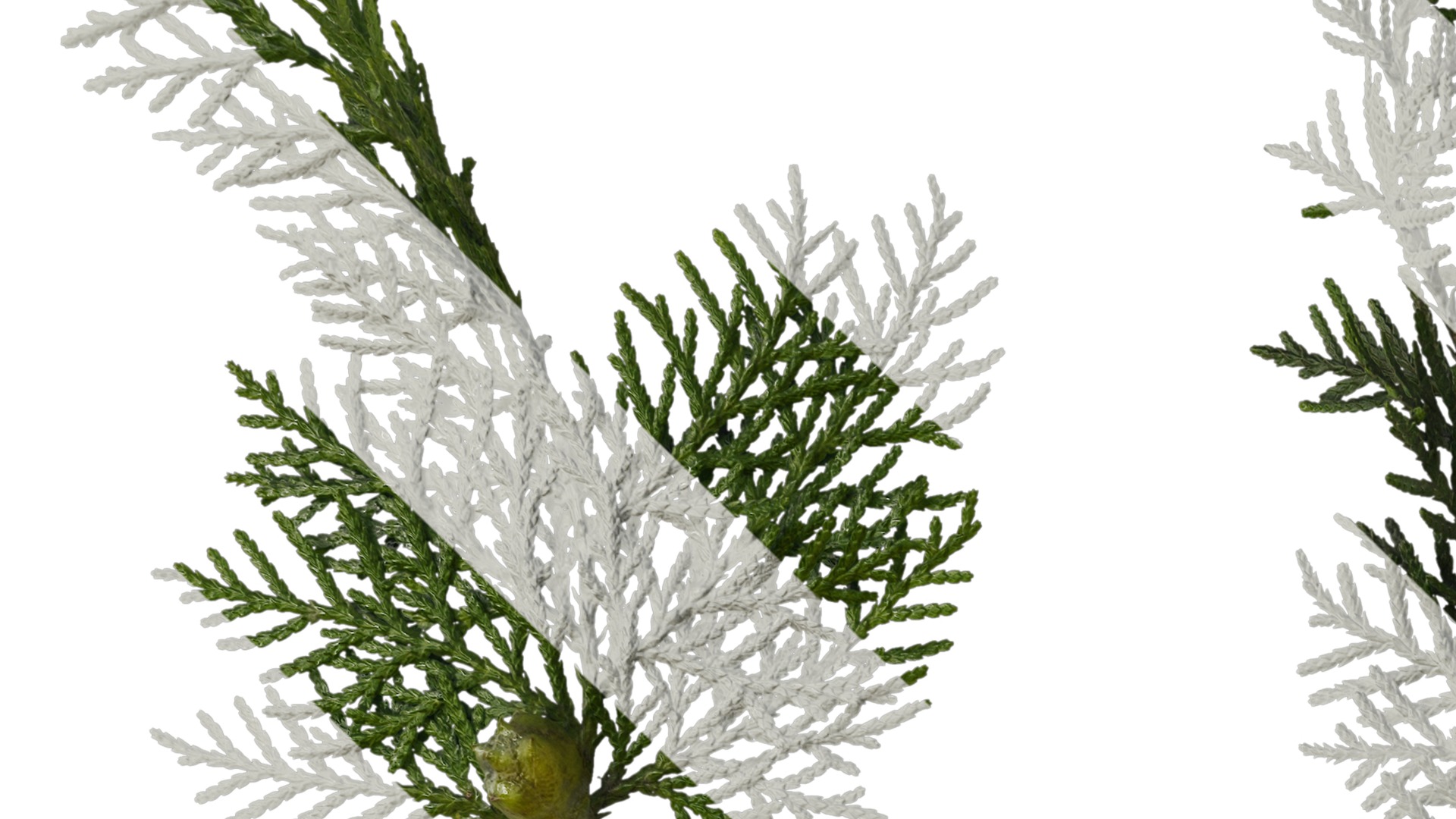 Anydrafts Platycladus orientalis Leaf 02 Texture_1