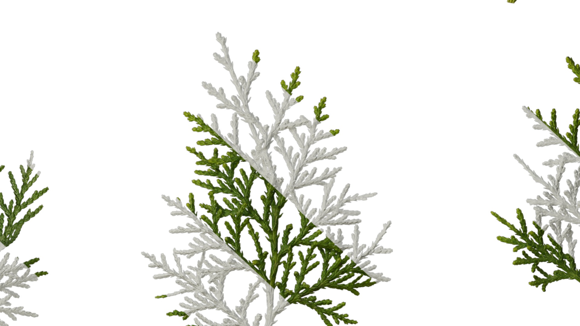 Anydrafts Platycladus orientalis Leaf 02 Texture_7