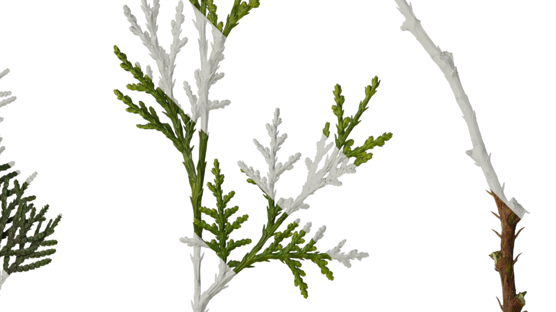 Anydrafts Platycladus orientalis Leaf 02 Texture_2