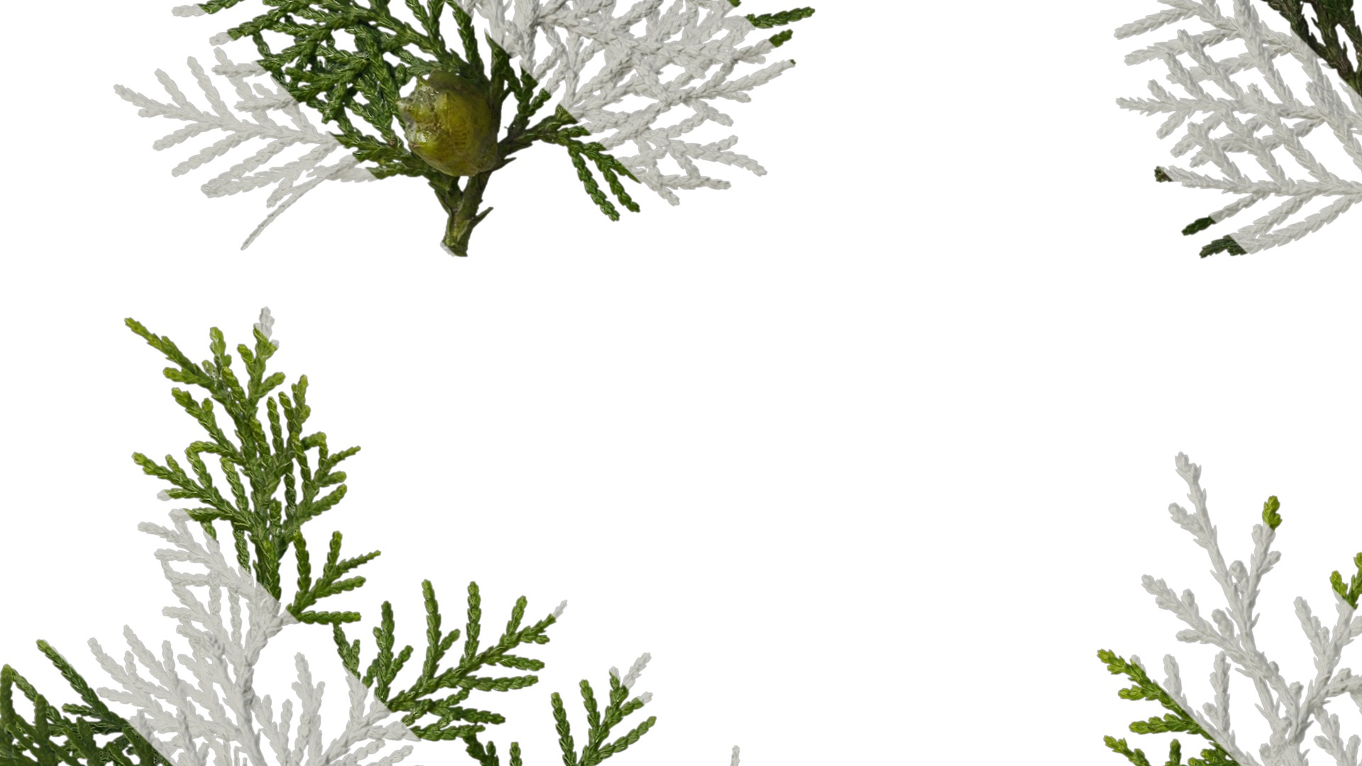 Anydrafts Platycladus orientalis Leaf 02 Texture_3