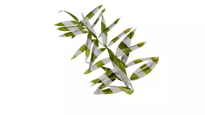 Anydrafts Polygonatum sibiricum Atlas 03