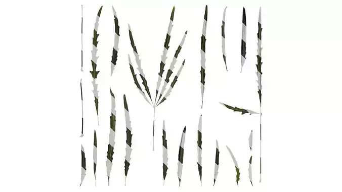 Anydrafts Plerandra elegantissima Leaf 01