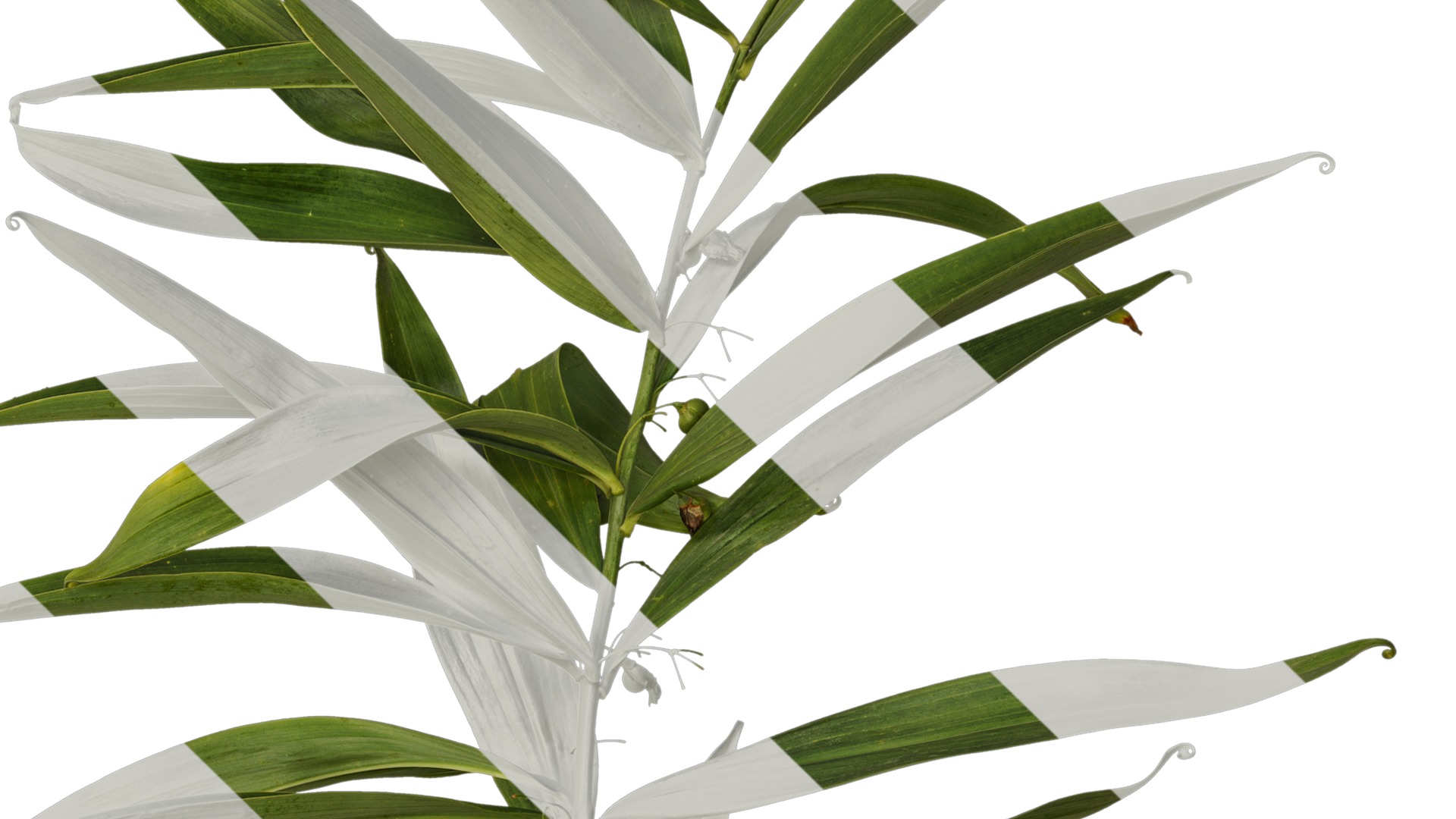 Anydrafts Polygonatum sibiricum Atlas 05 Texture_4