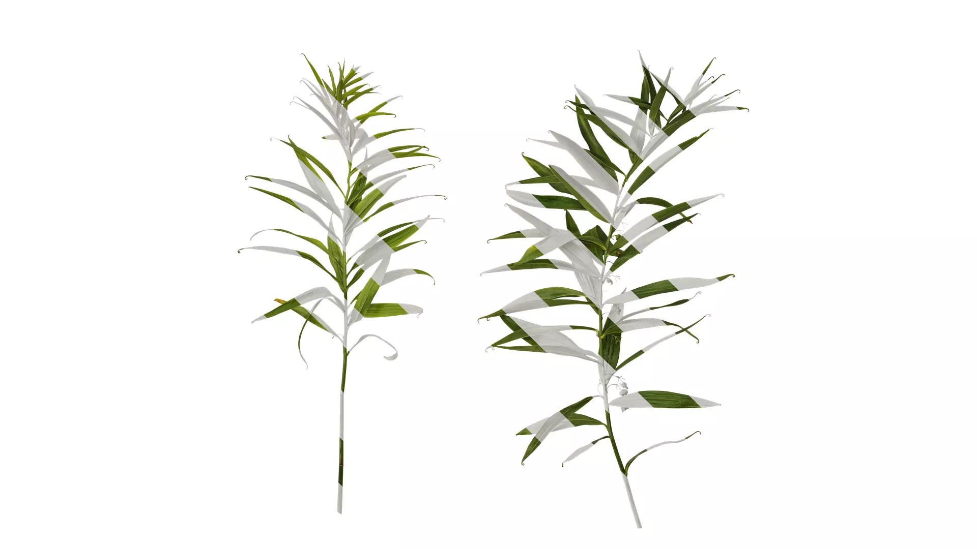 Anydrafts Polygonatum sibiricum Atlas 05 Texture_0