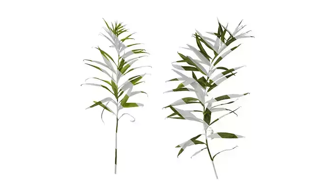 Anydrafts Polygonatum sibiricum Atlas 05