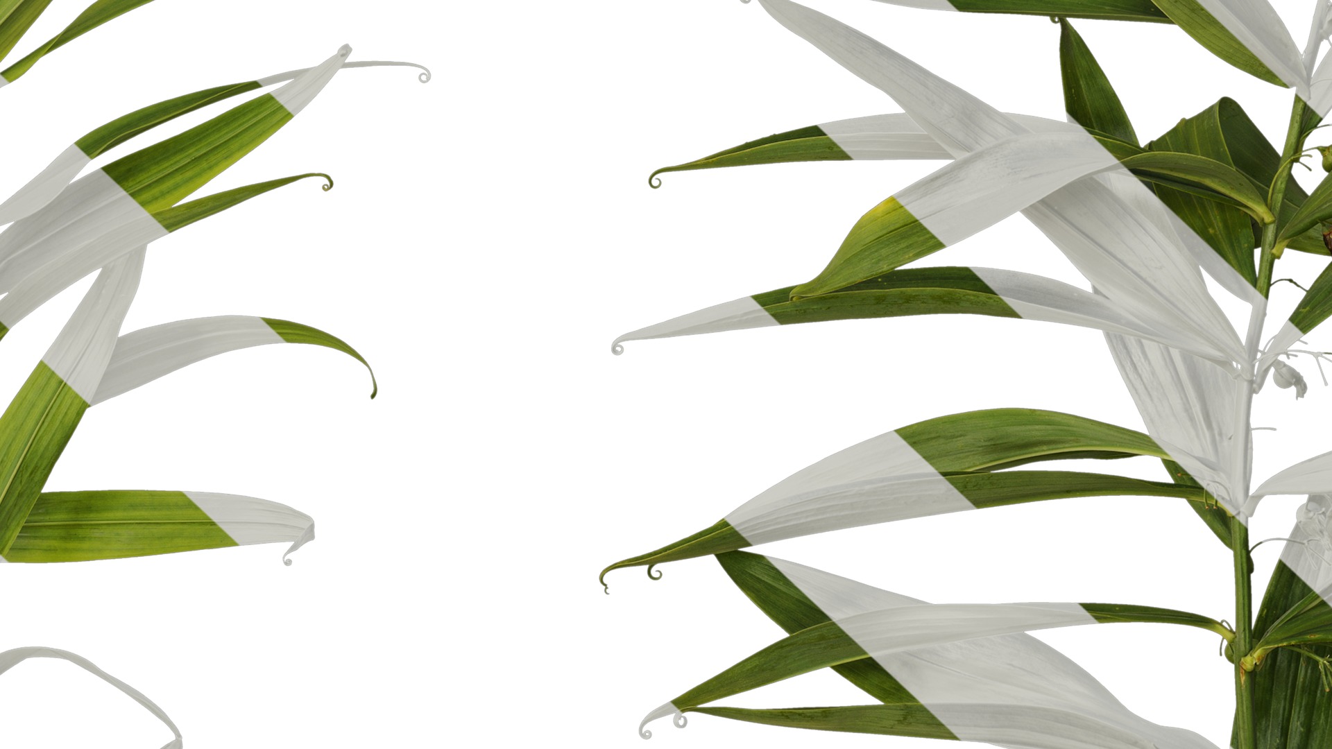 Anydrafts Polygonatum sibiricum Atlas 05 Texture_7