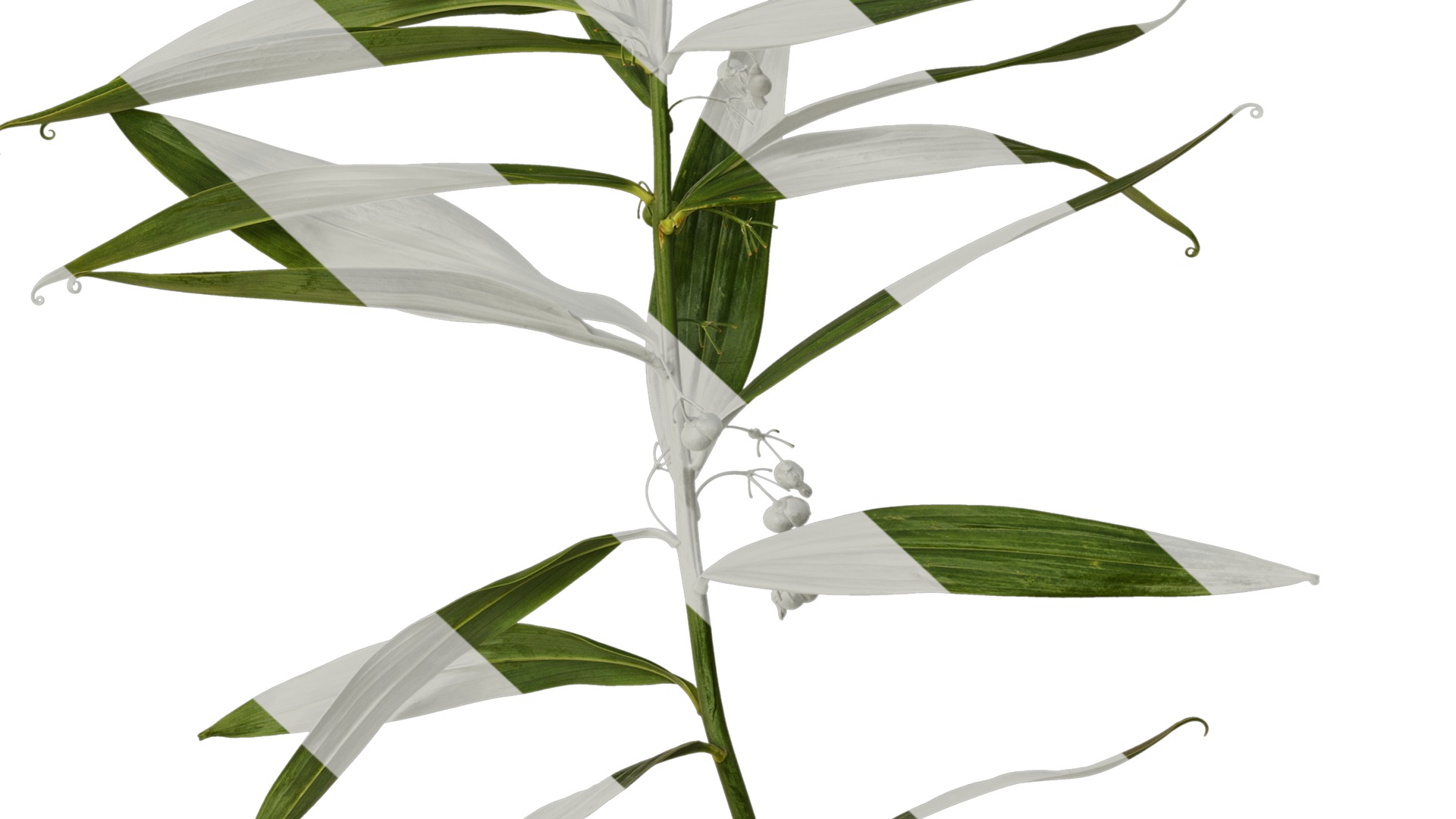 Anydrafts Polygonatum sibiricum Atlas 05 Texture_6