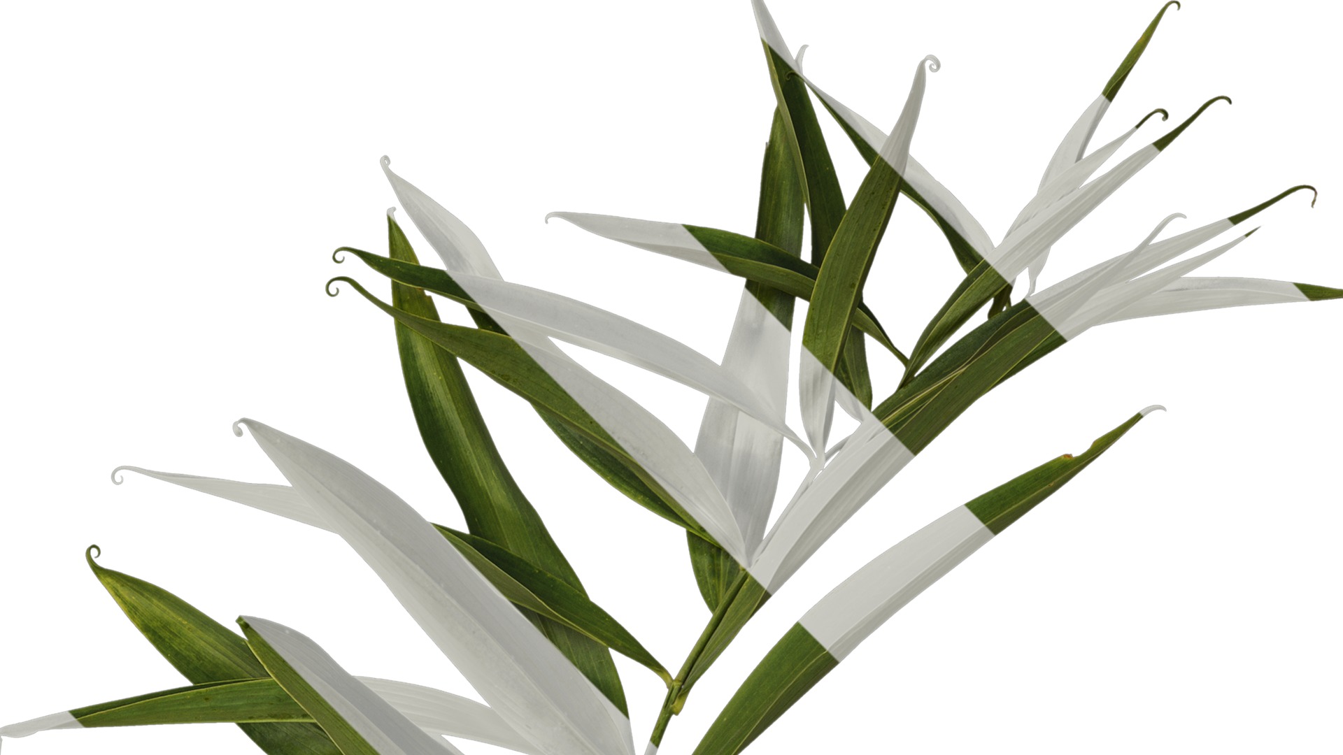 Anydrafts Polygonatum sibiricum Atlas 05 Texture_2