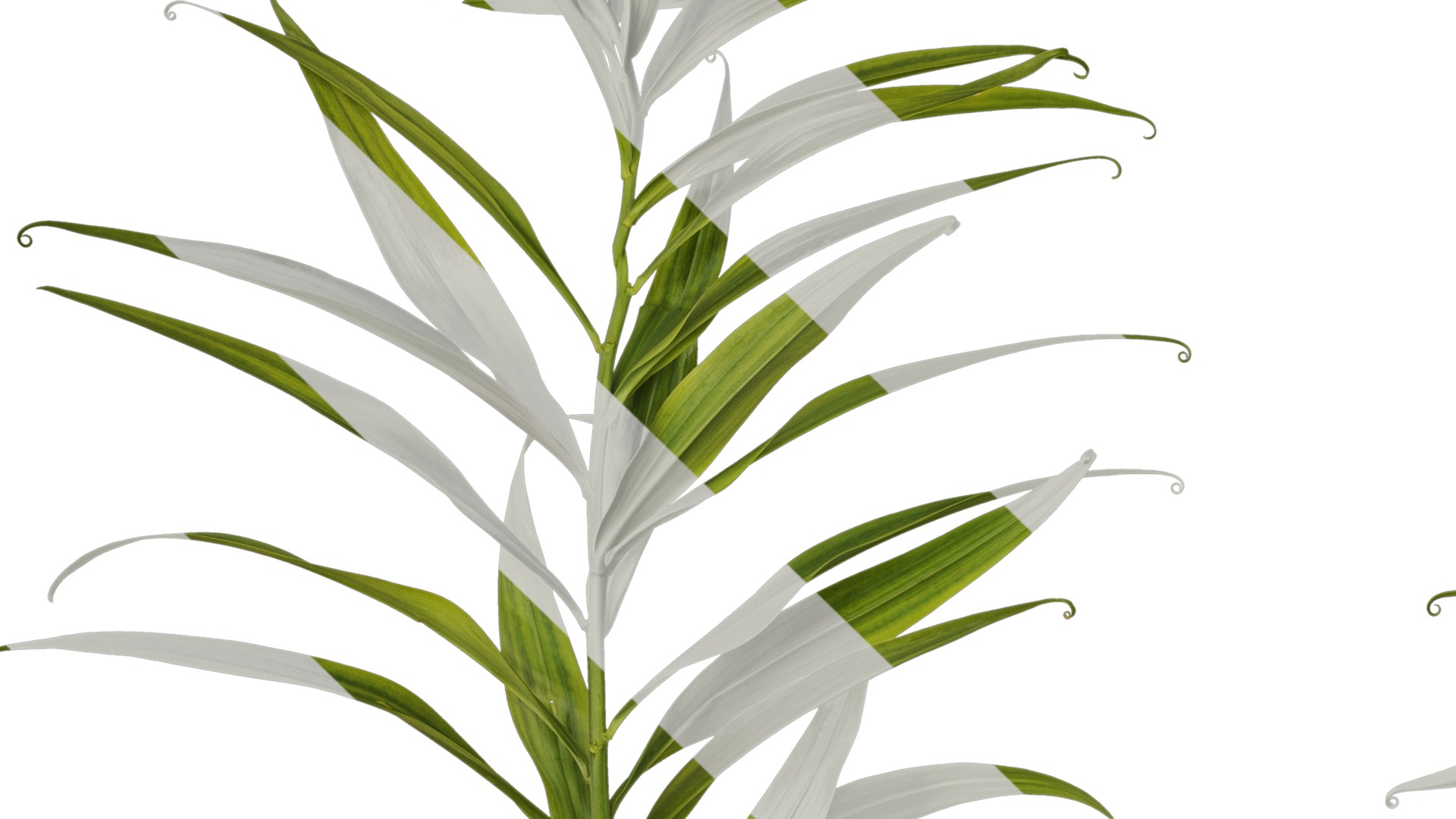 Anydrafts Polygonatum sibiricum Atlas 05 Texture_3