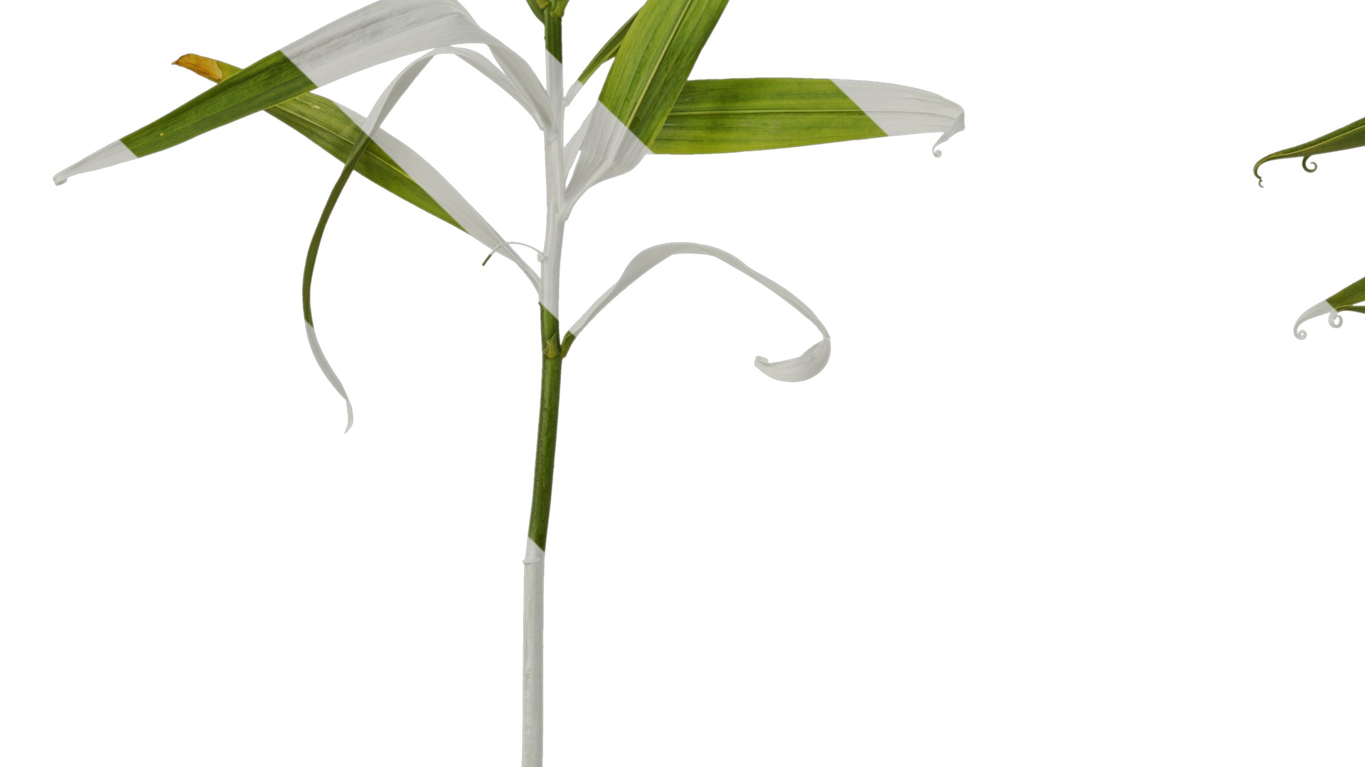 Anydrafts Polygonatum sibiricum Atlas 05 Texture_5