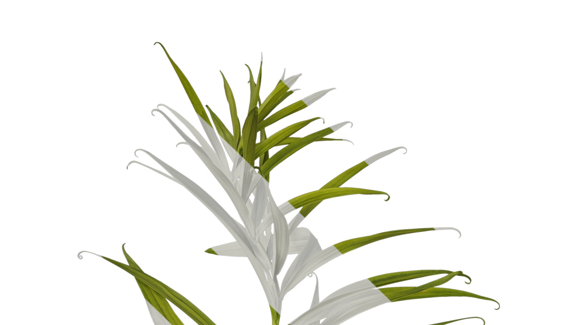 Anydrafts Polygonatum sibiricum Atlas 05 Texture_1