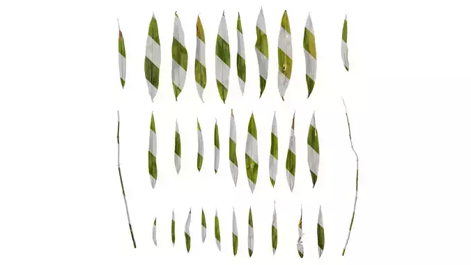 Anydrafts Polygonatum sibiricum Leaf 04