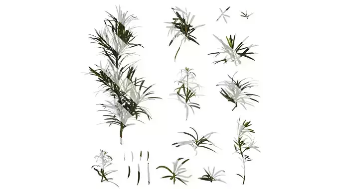 Anydrafts Podocarpus macrophyllus Atlas 01