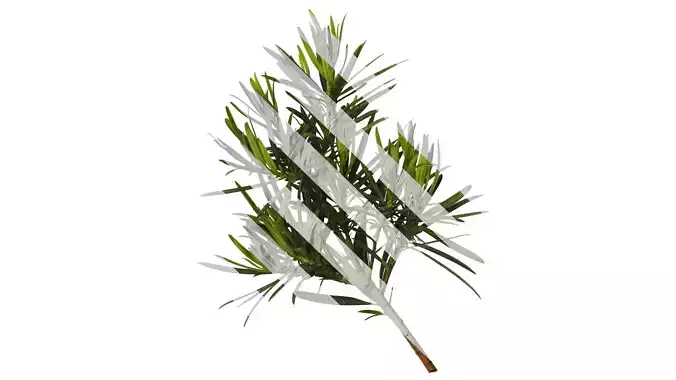 Anydrafts Podocarpus macrophyllus Atlas 06