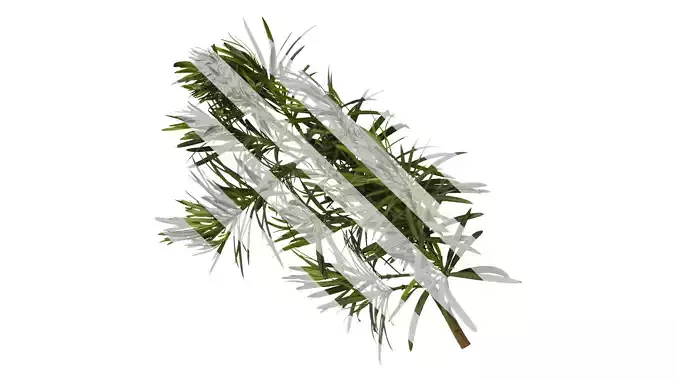 Anydrafts Podocarpus macrophyllus Atlas 07