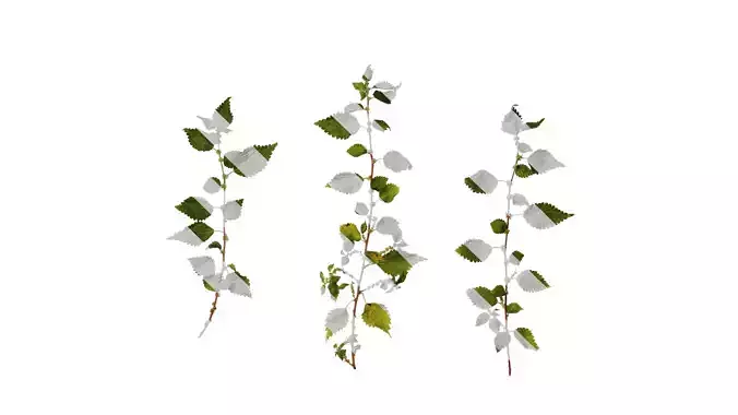 Anydrafts Pouzolzia zeylanica Atlas 01