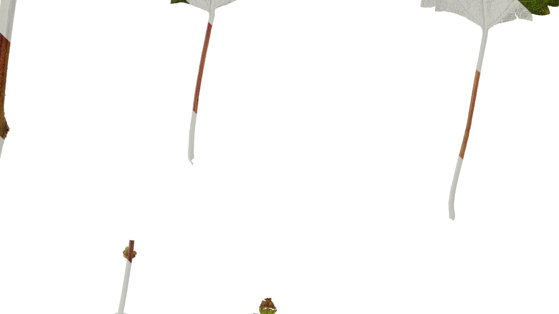 Anydrafts Pouzolzia zeylanica Atlas 02 Texture_3