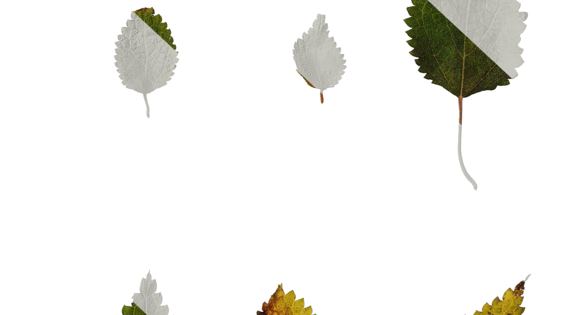 Anydrafts Pouzolzia zeylanica Atlas 02 Texture_6