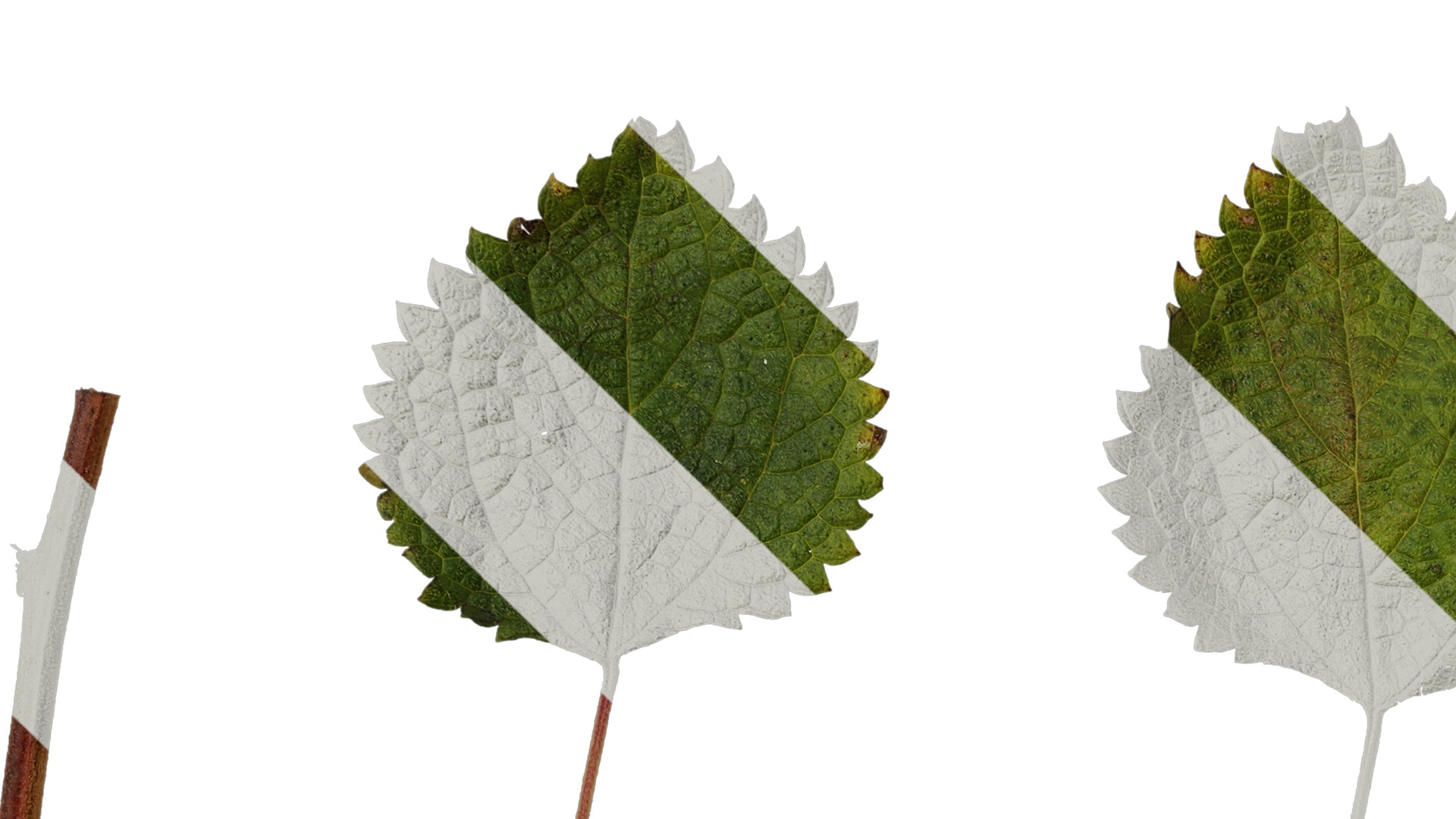 Anydrafts Pouzolzia zeylanica Atlas 02 Texture_1