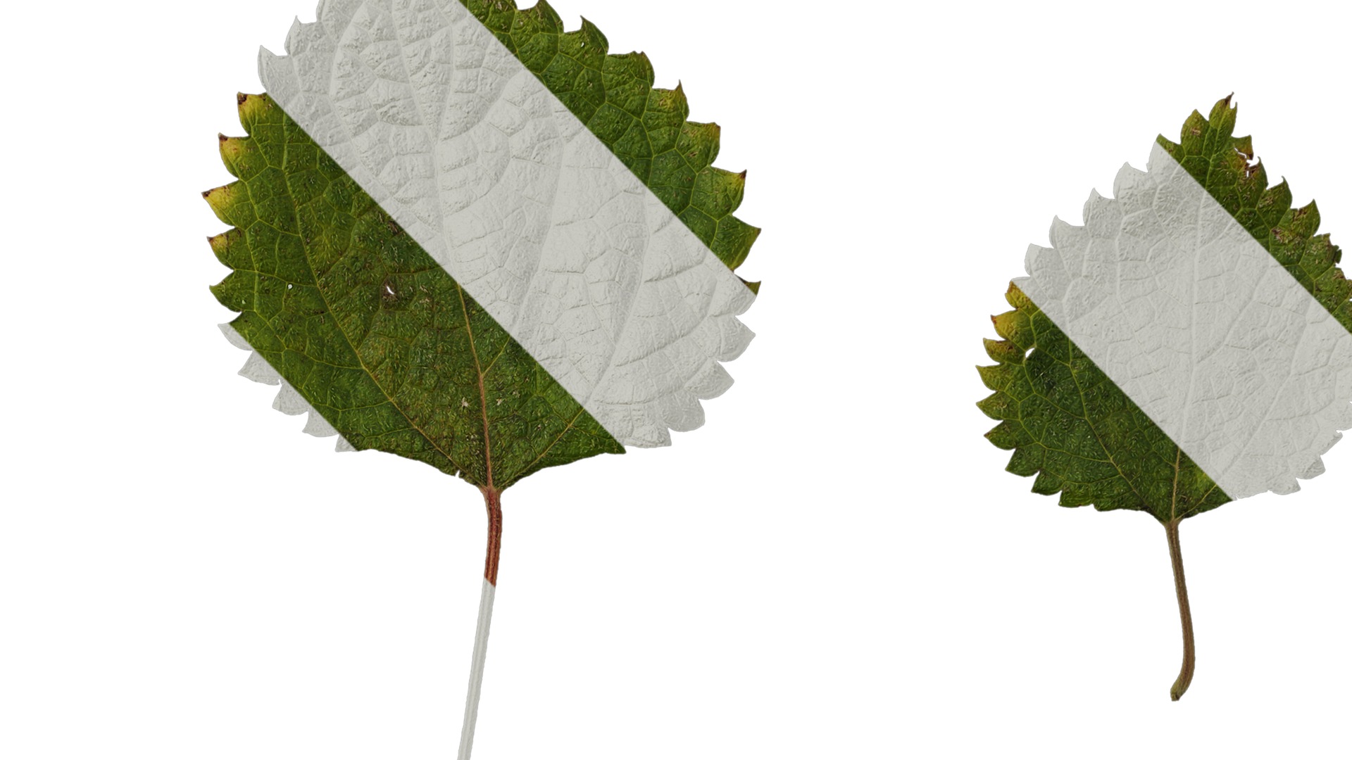 Anydrafts Pouzolzia zeylanica Atlas 02 Texture_2