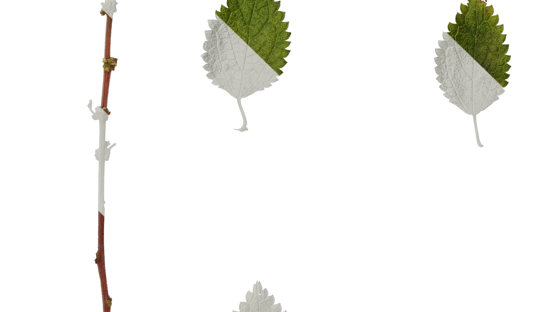 Anydrafts Pouzolzia zeylanica Atlas 02 Texture_5