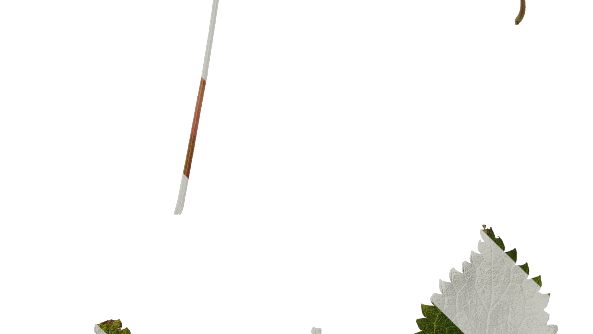 Anydrafts Pouzolzia zeylanica Atlas 02 Texture_4