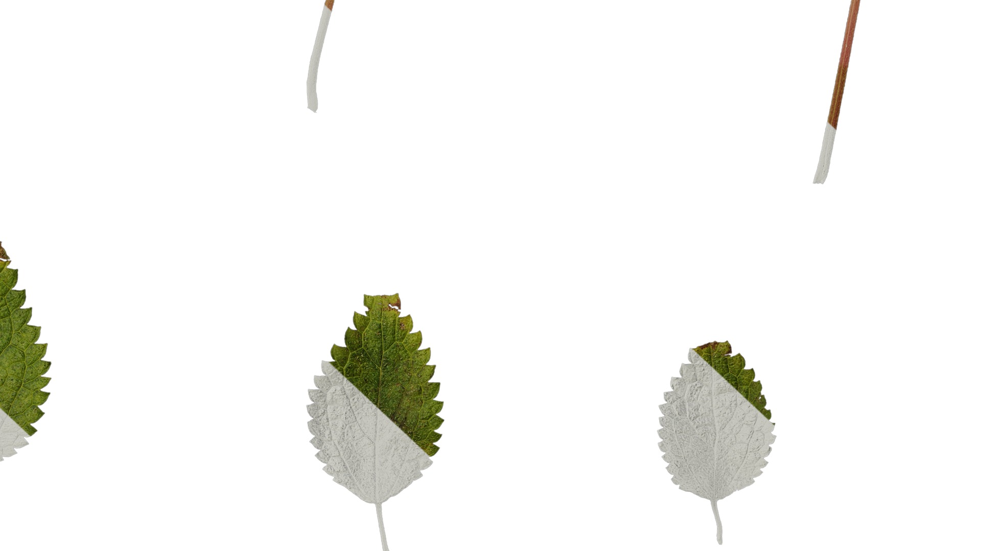 Anydrafts Pouzolzia zeylanica Atlas 02 Texture_7