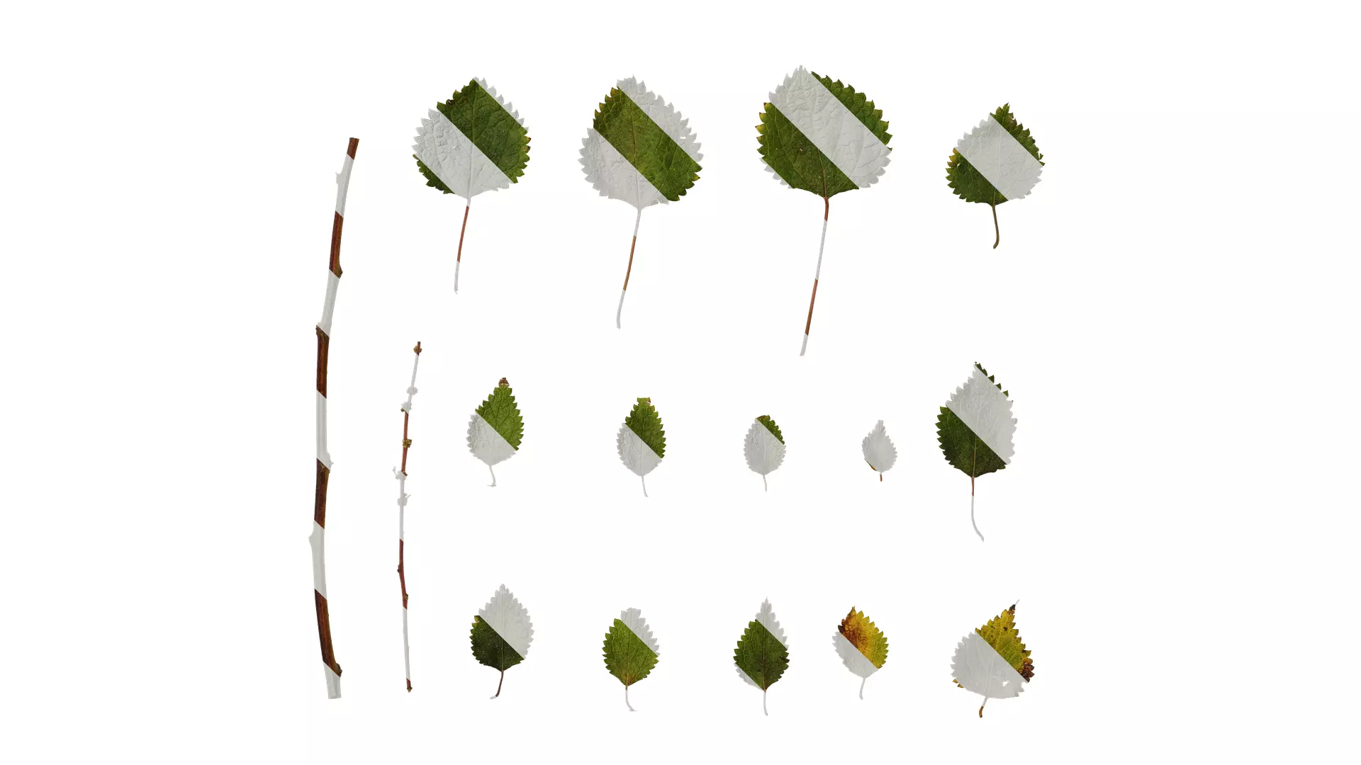 Anydrafts Pouzolzia zeylanica Atlas 02 Texture_0