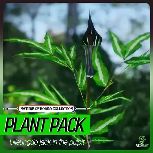 Korean Endemic Species Plant - 4 Ullengdo jack in the pulpit