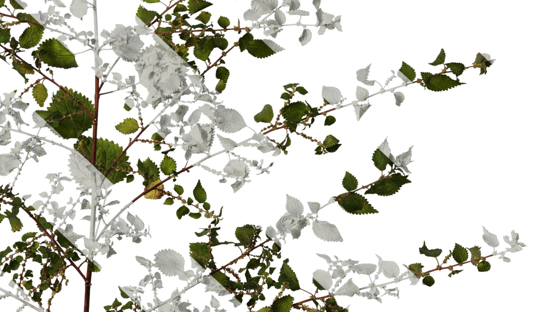 Anydrafts Pouzolzia zeylanica Atlas 03 Texture_6