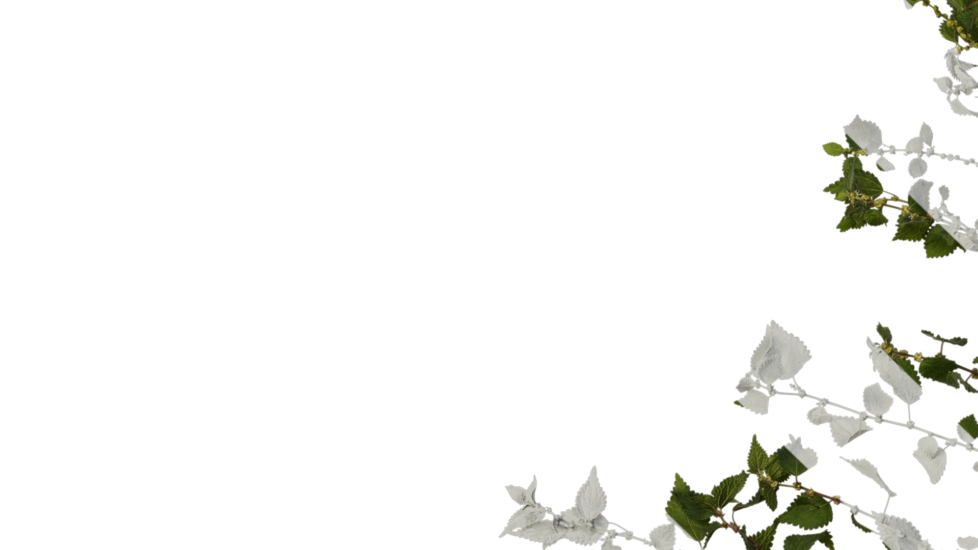 Anydrafts Pouzolzia zeylanica Atlas 03 Texture_3