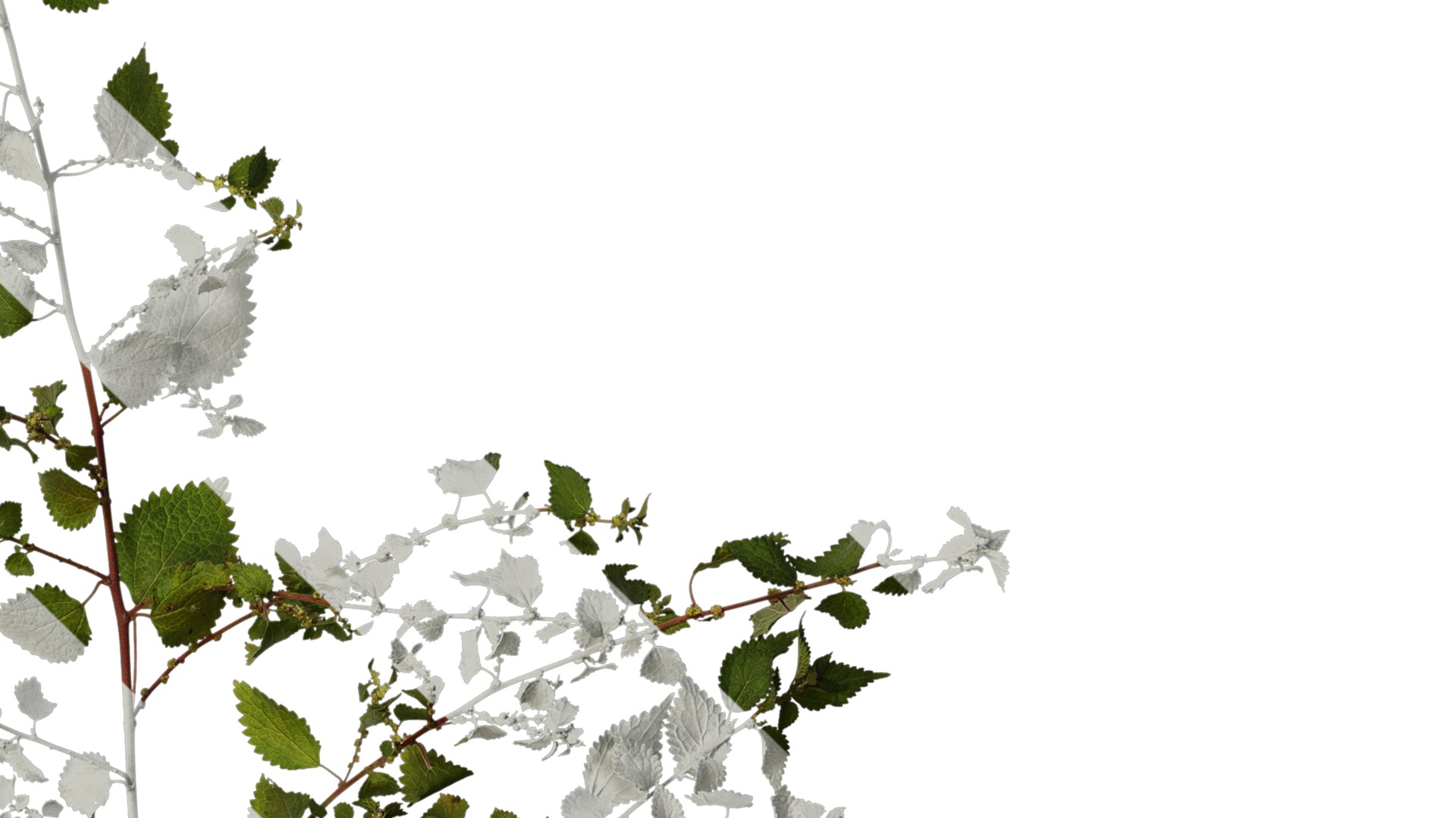 Anydrafts Pouzolzia zeylanica Atlas 03 Texture_4