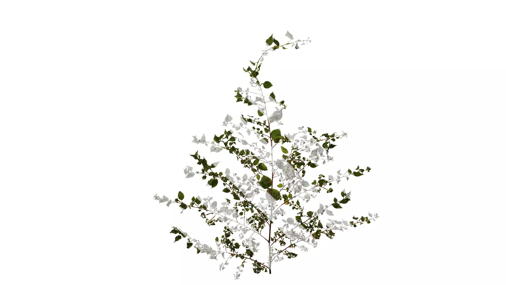 Anydrafts Pouzolzia zeylanica Atlas 03 Texture_0