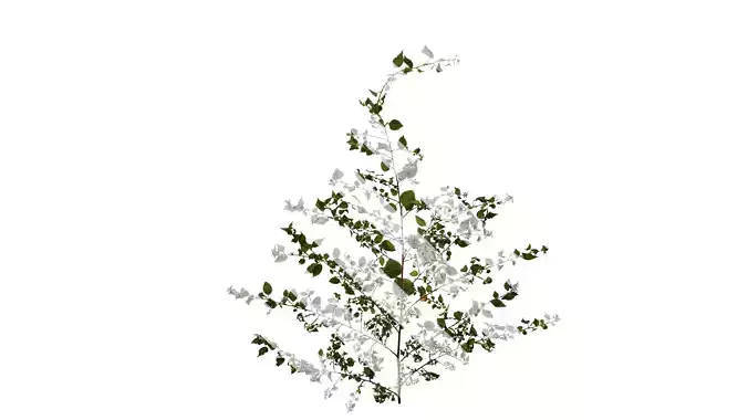 Anydrafts Pouzolzia zeylanica Atlas 03