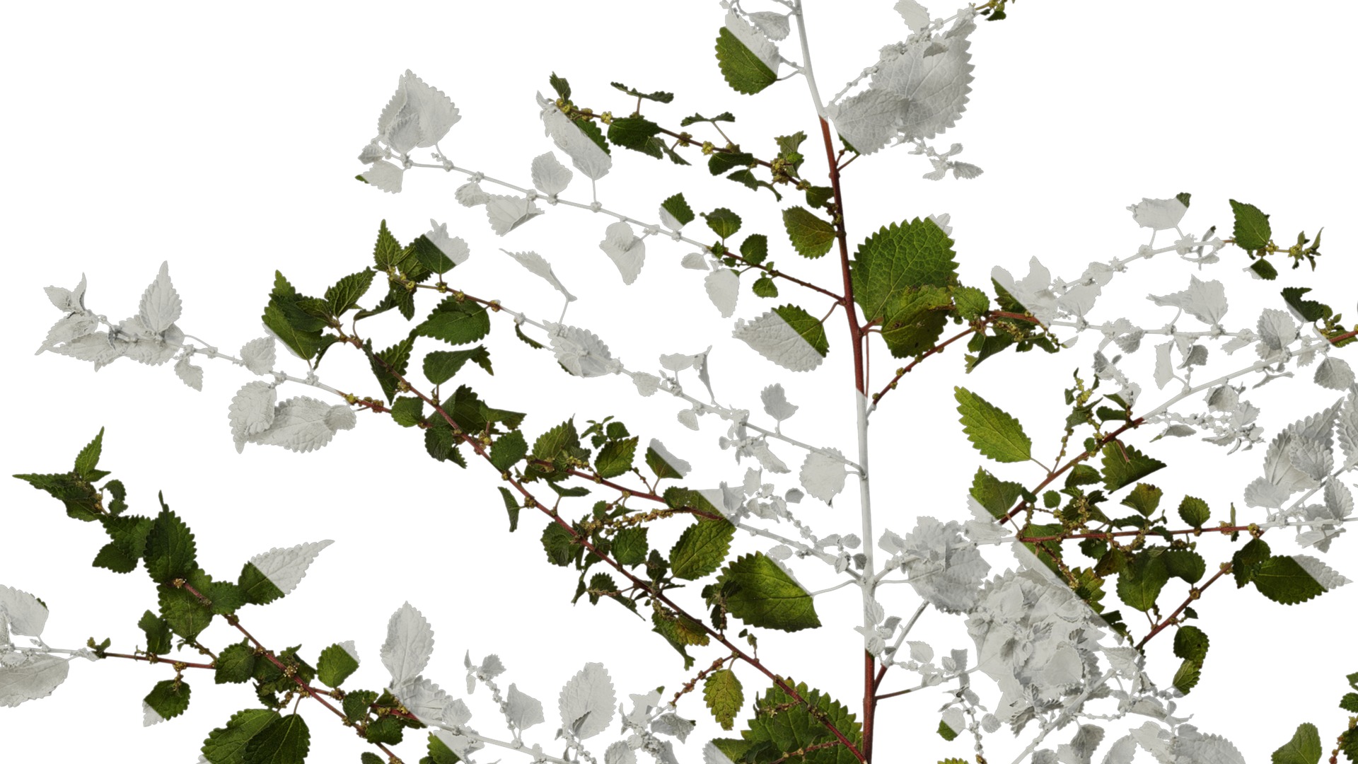 Anydrafts Pouzolzia zeylanica Atlas 03 Texture_7