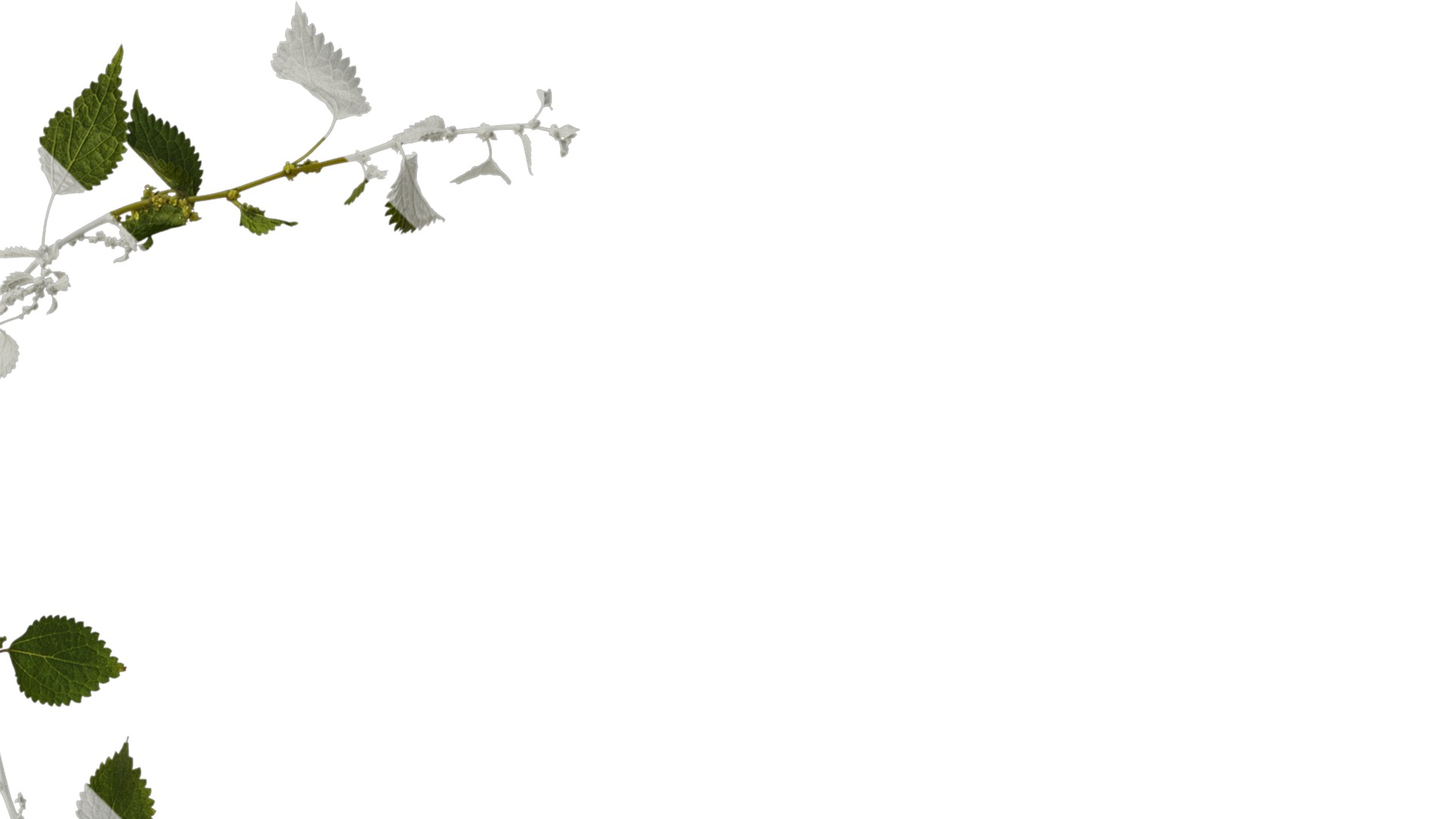 Anydrafts Pouzolzia zeylanica Atlas 03 Texture_2