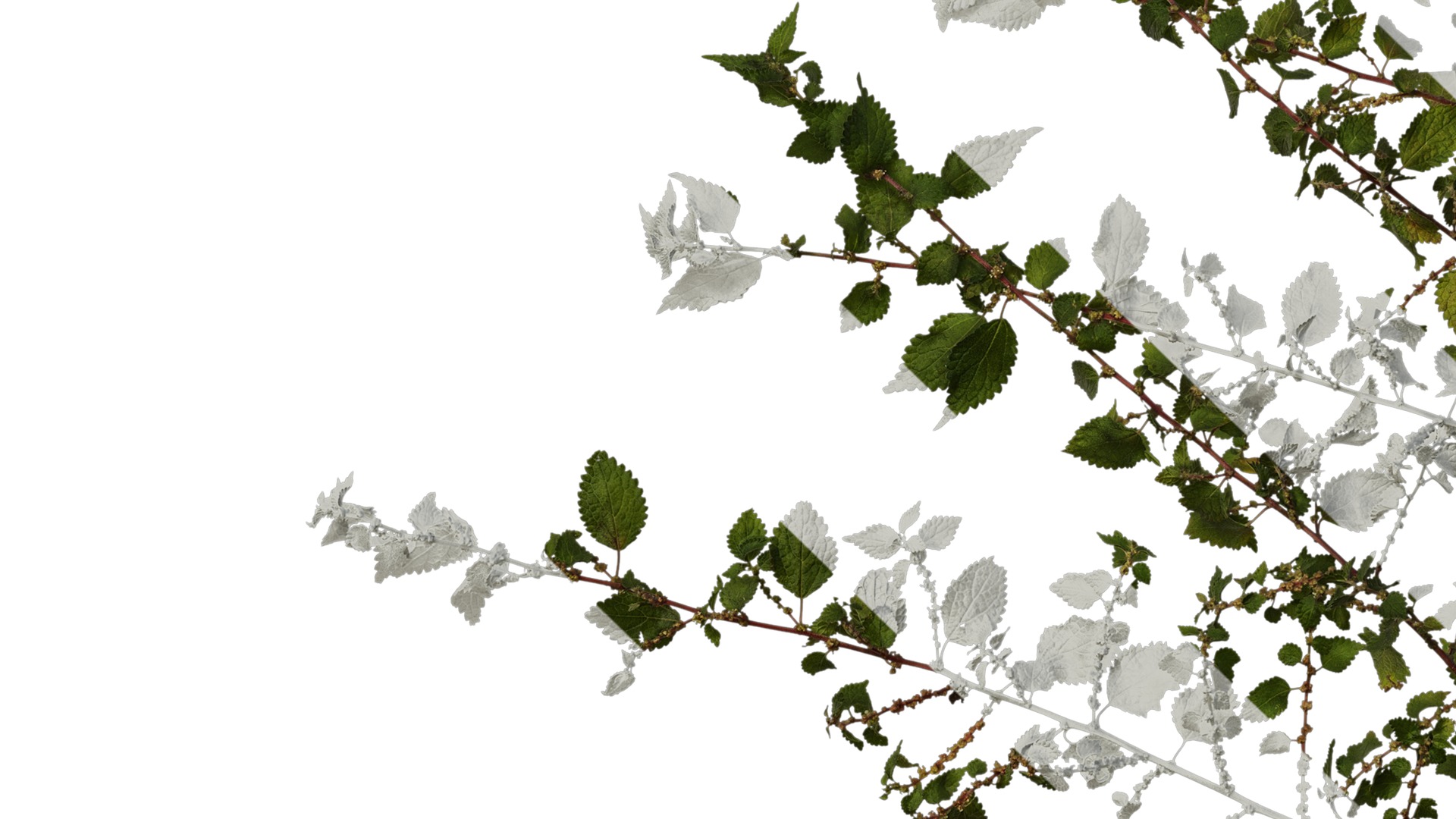 Anydrafts Pouzolzia zeylanica Atlas 03 Texture_5