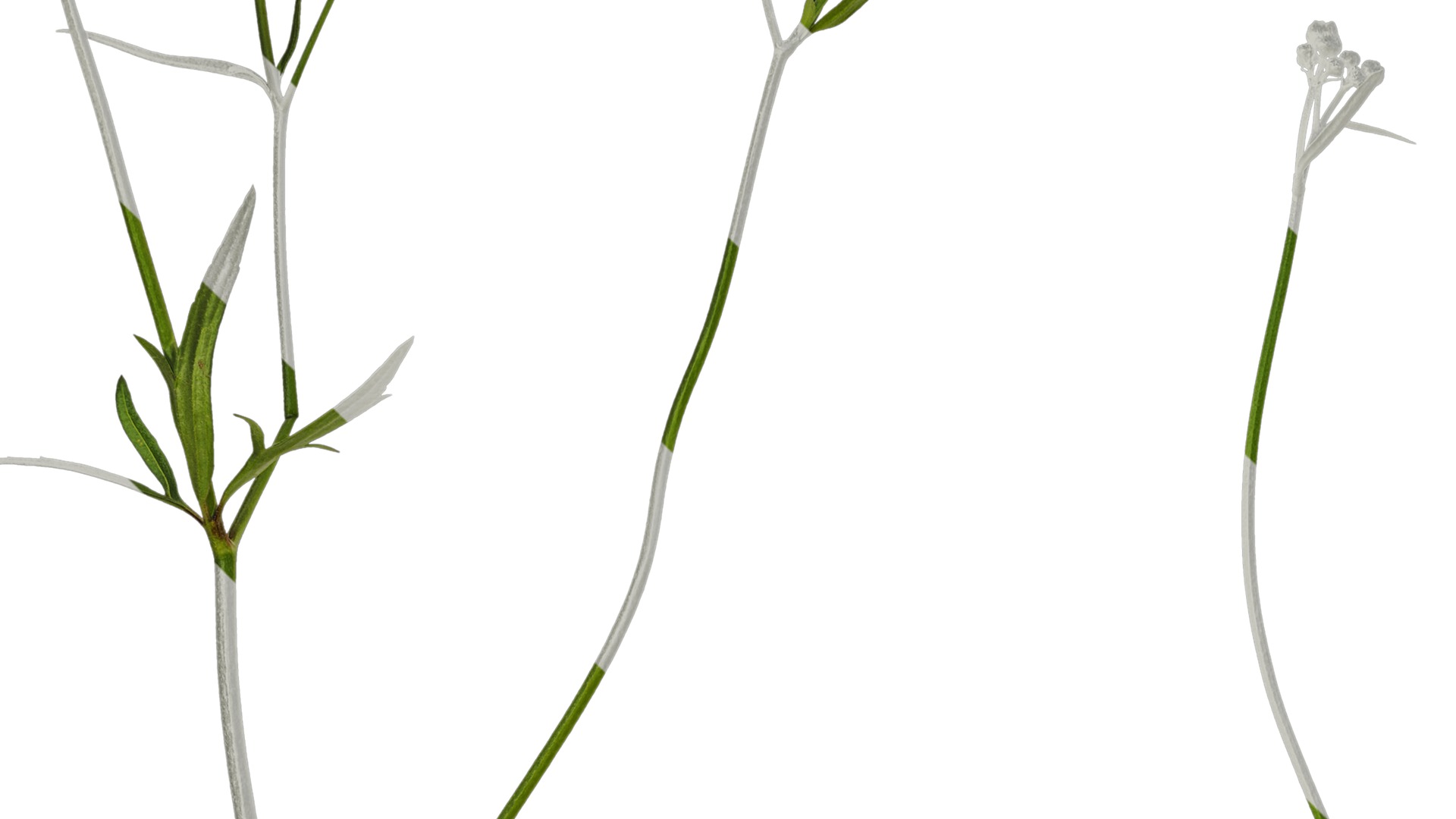 Anydrafts Ranunculus japonicus Atlas 01 Texture_3