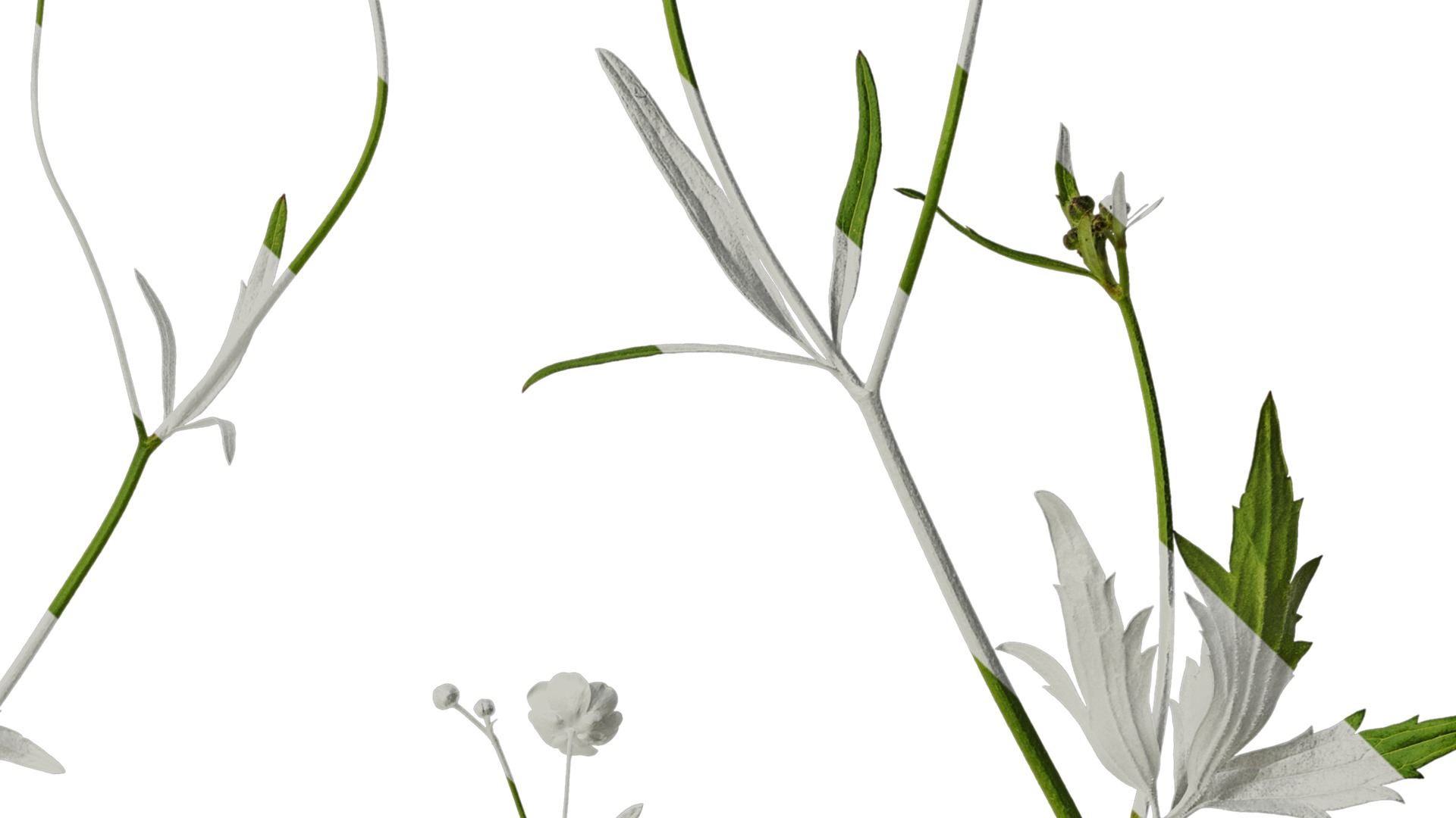 Anydrafts Ranunculus japonicus Atlas 01 Texture_4