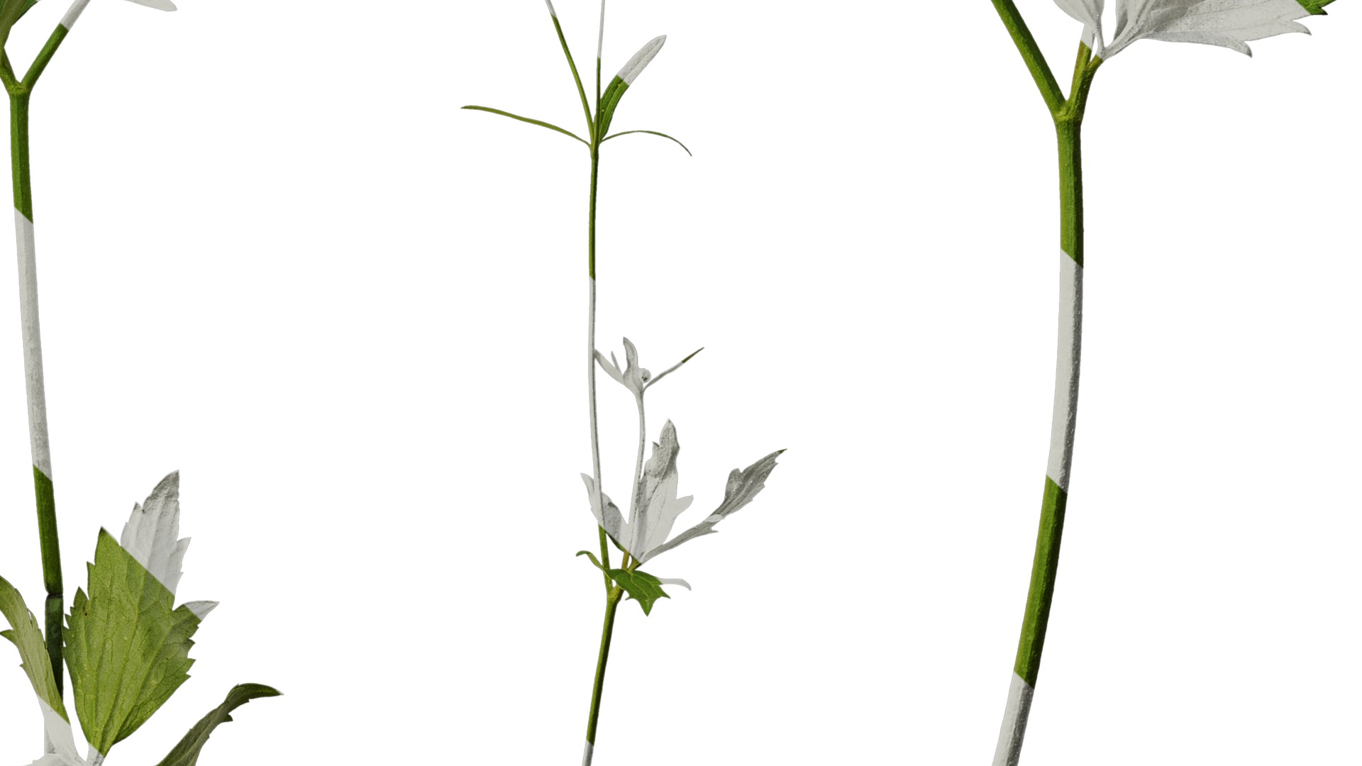 Anydrafts Ranunculus japonicus Atlas 01 Texture_6