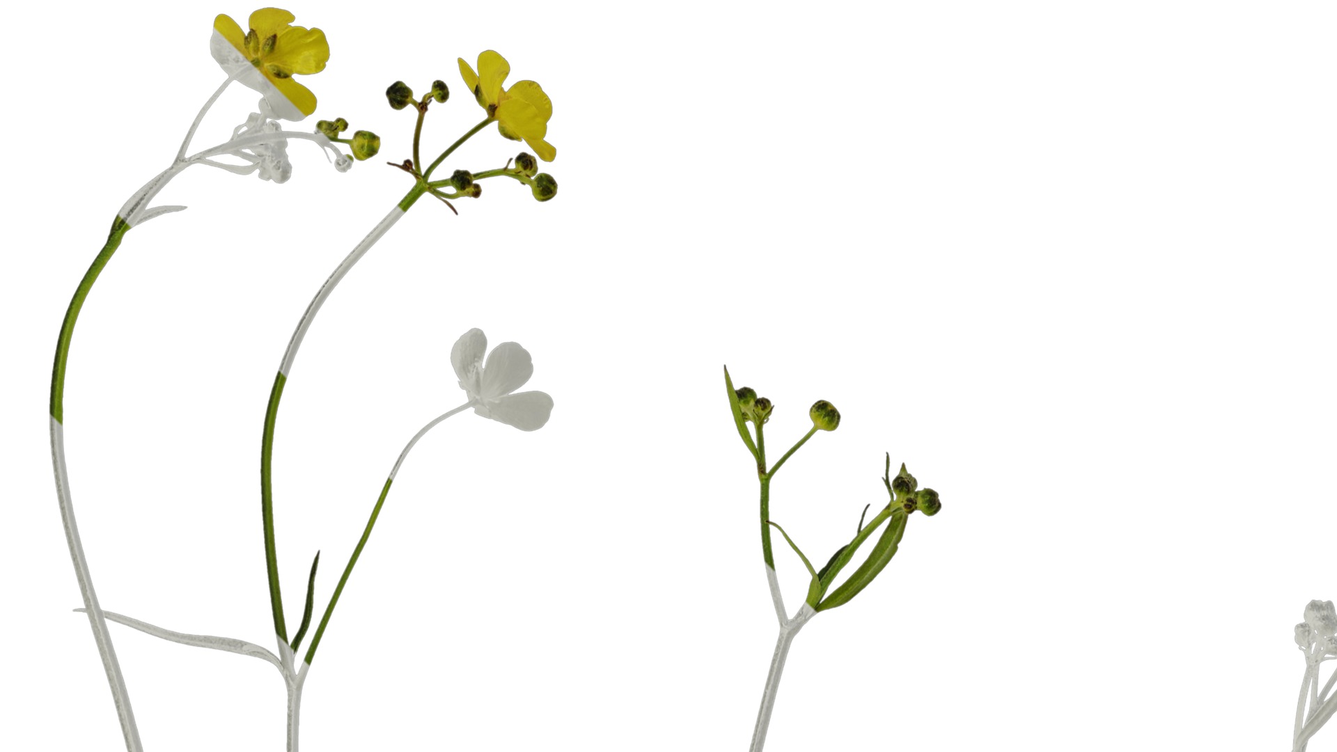 Anydrafts Ranunculus japonicus Atlas 01 Texture_1