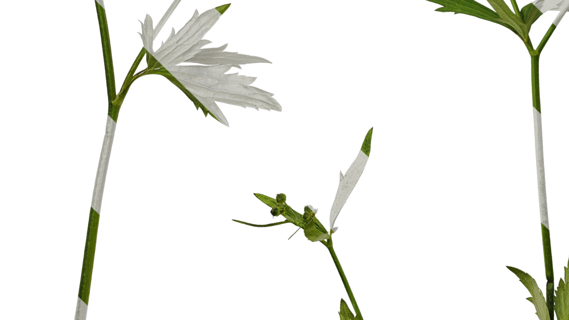 Anydrafts Ranunculus japonicus Atlas 01 Texture_5